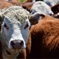 Verano caliente: riesgos a nivel productivo y de bienestar en ganado bovino pueden prevenirse con la aplicación móvil INIA Termoestrés