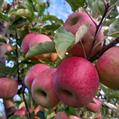 Desde INIA se visualiza que en Uruguay se podría duplicar la plantación de Pink Lady™ para exportar, es la manzana que más precio toma en el mundo