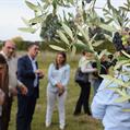 La calidad del aceite de oliva uruguayo despertó el interés del máximo organismo mundial de la olivicultura 