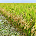 La zafra de arroz 2021-2022 fue la segunda más productiva de la historia e INIA Merín fue la variedad más sembrada