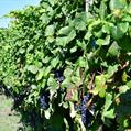 Más del 18 % de la uva para vino cosechada en la vendimia 2022 recibió nueva certificación de producción sostenible 