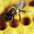 INIA le aconseja revisar cargas de varroa y estado nutricional de las colmenas 