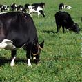 Bajos Niveles Productivos en Vacas Lecheras en Inicio de Lactancia