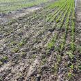 Potencial riesgo de daño en próximas siembras agrícolas y de pasturas.