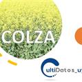 Información de la Evaluación Nacional de COLZA disponible en Cultidatos_UY