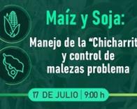 Maíz y Soja: Manejo de la "Chicharrita" y control de malezas problema