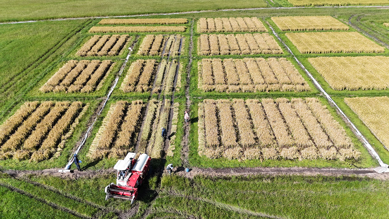 Imagen de dron de campo experimental Paso de la Laguna