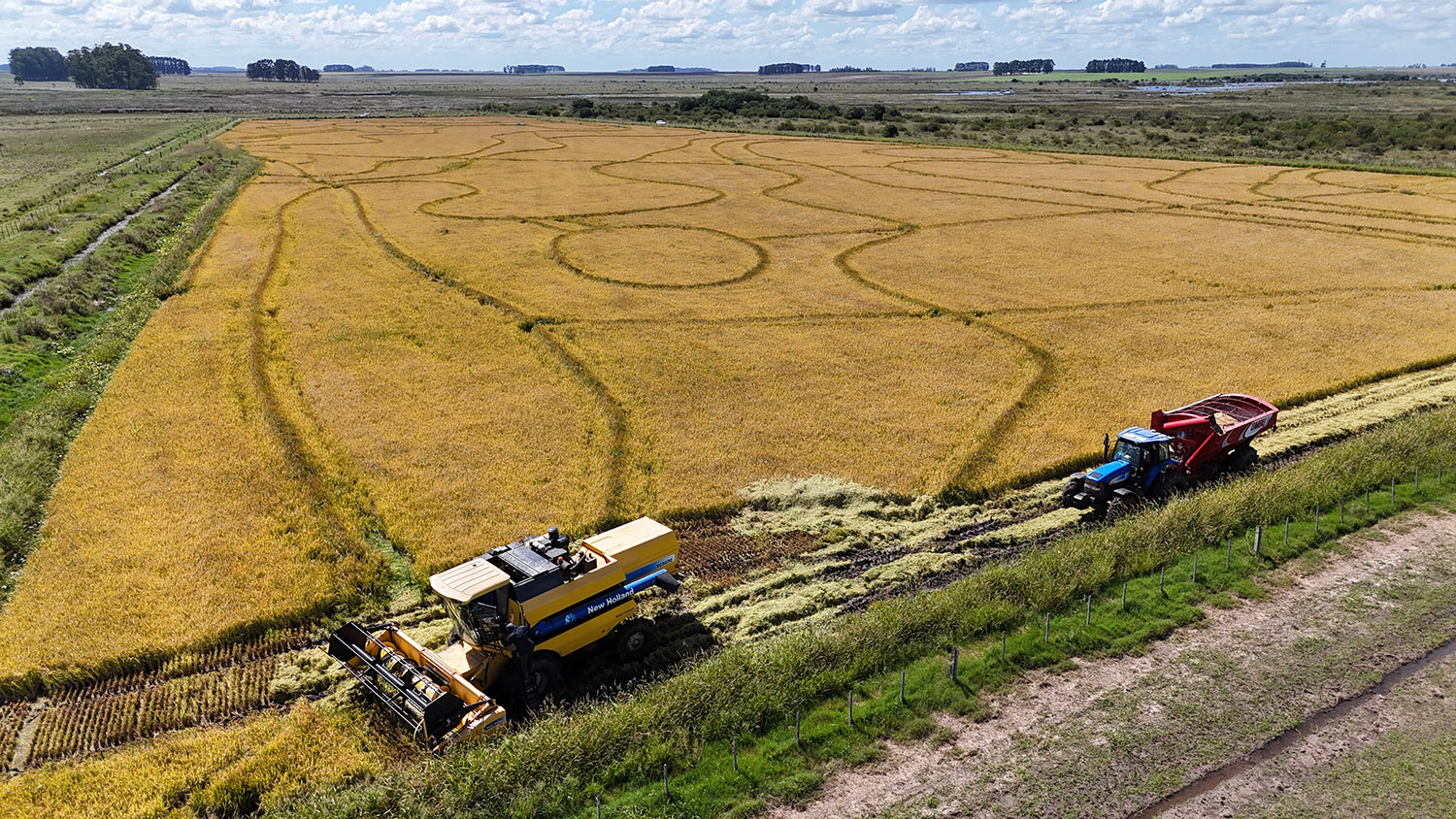 Cosechadora de arroz y tractor con tolva