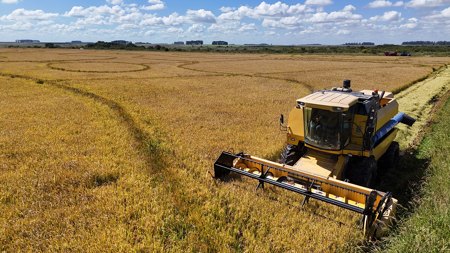 Cosechadora de arroz trabajando