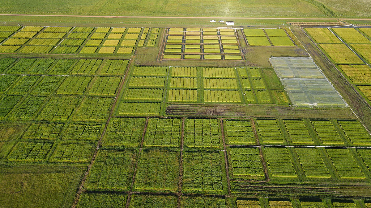 Imagen de dron de campo experimental variedades de arroz