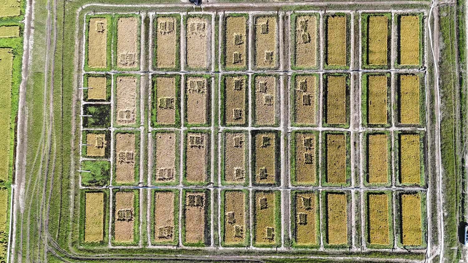 Imagen de dron de campo experimental variedades de arroz