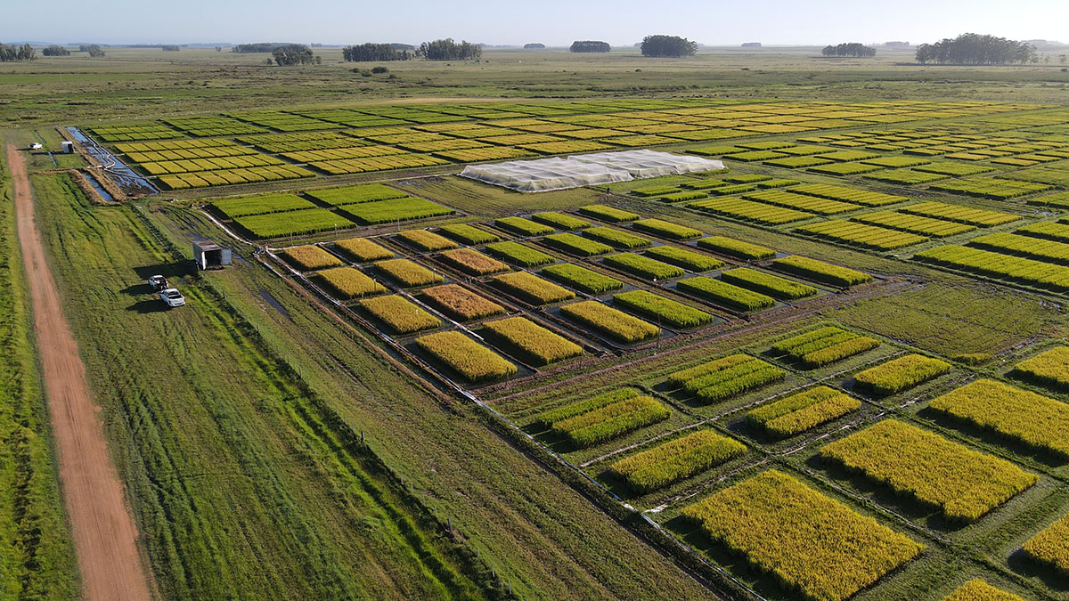 Imagen de dron de campo experimental variedades de arroz