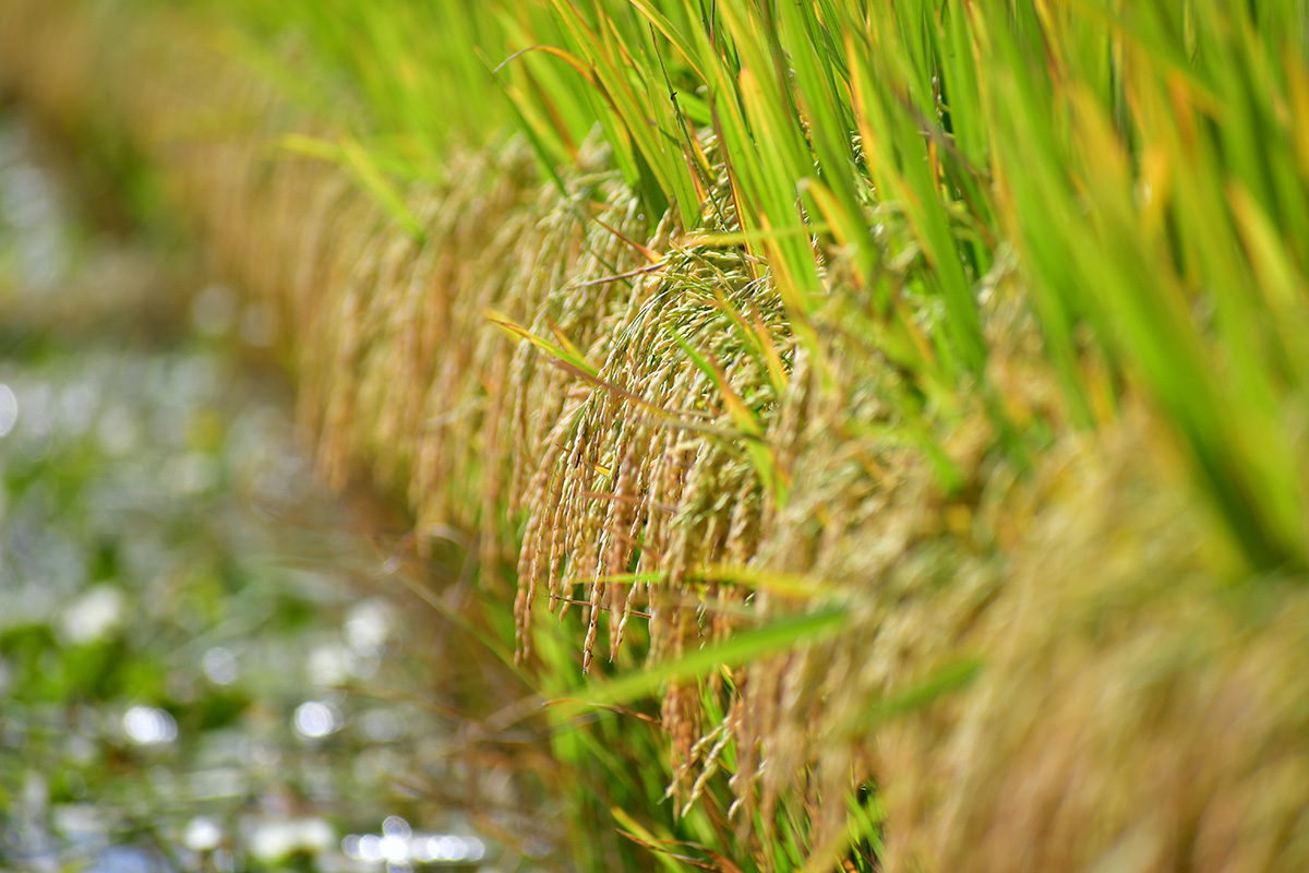 Primer plano de panoja de arroz en la planta