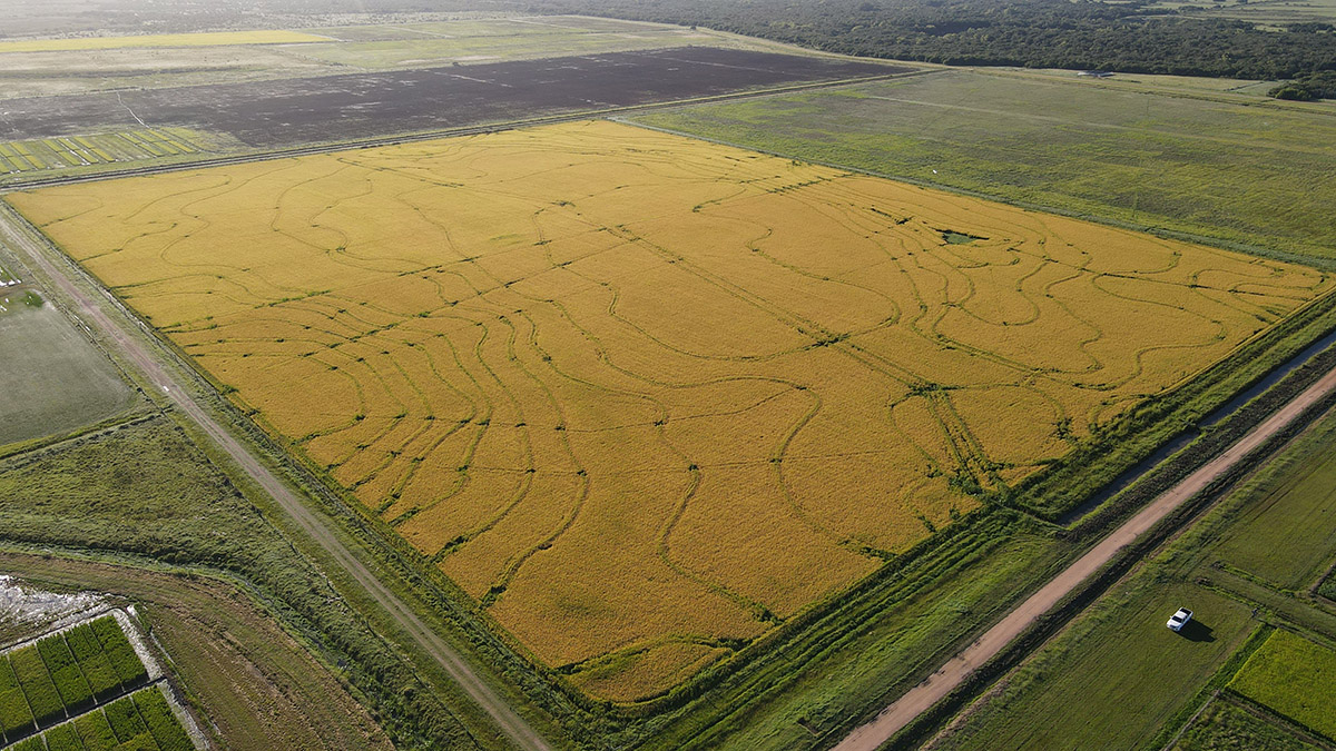 Campo de arroz maduro