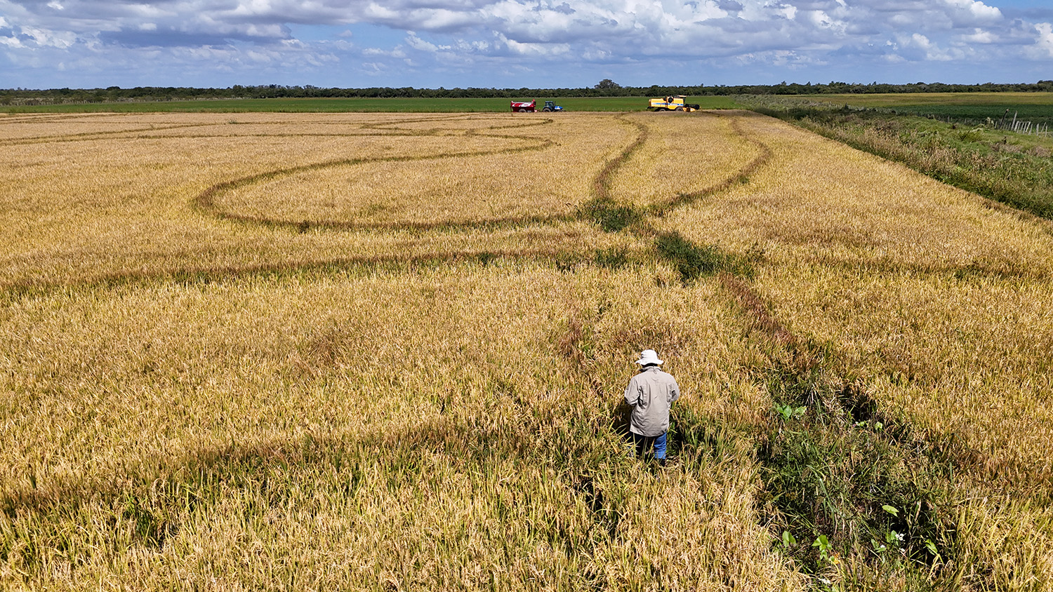 campo de arroz con hombre caminando dentro de él