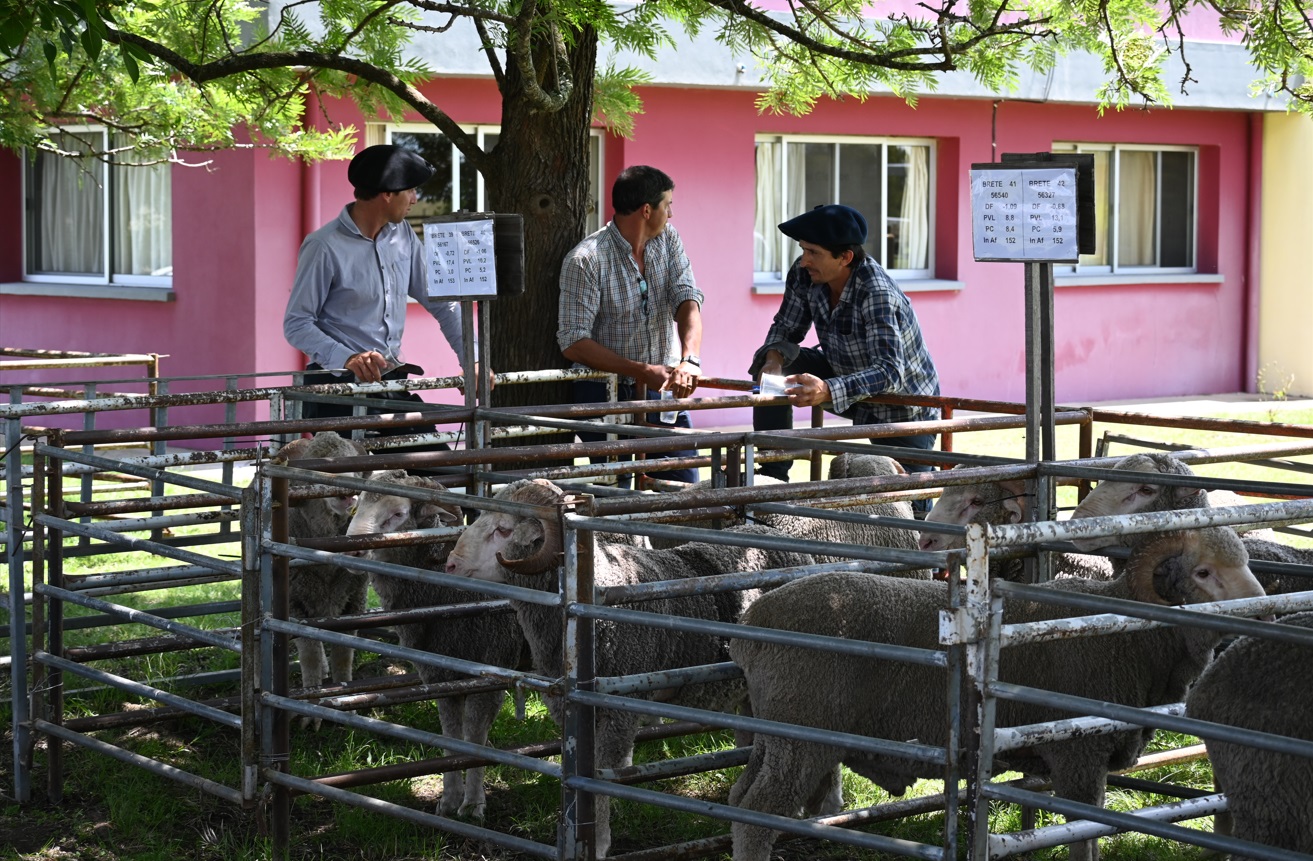 crilu 2024 entrega carneros