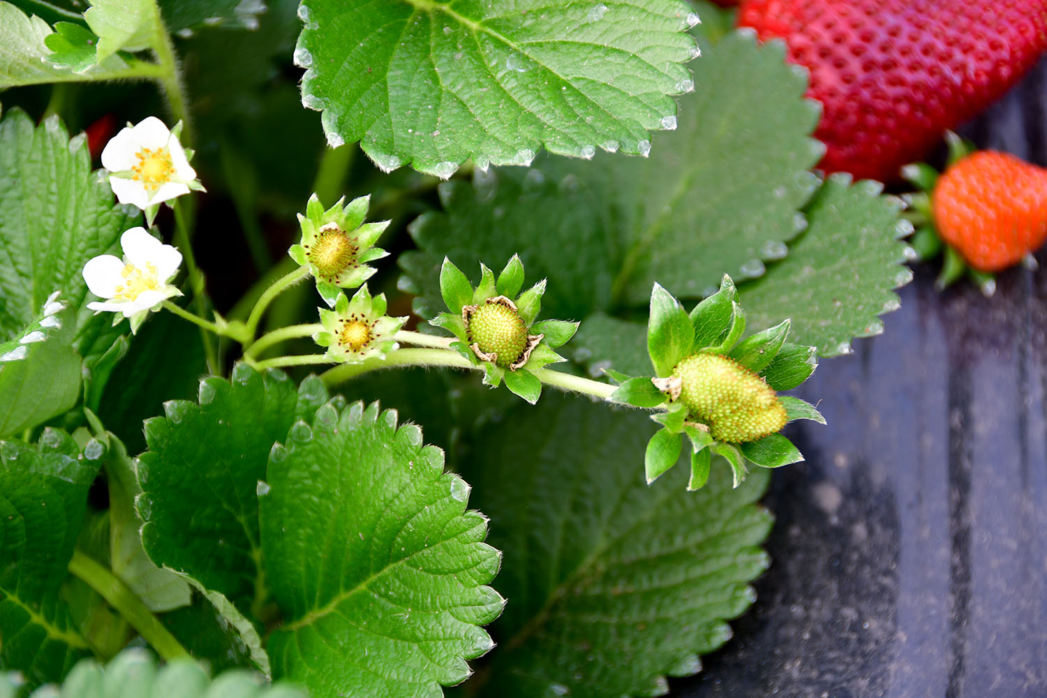 Frutilla flores