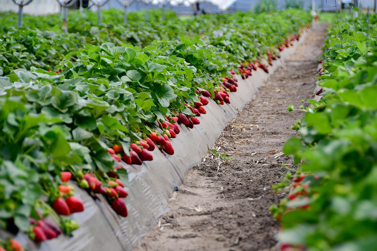 Frutilla invernáculos