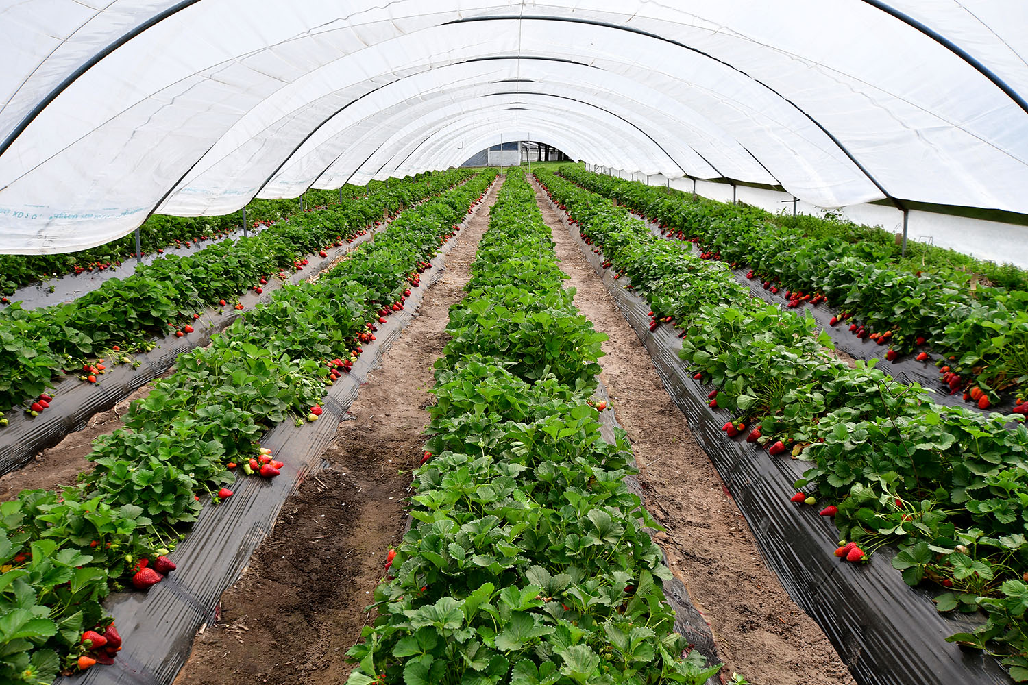 Frutilla invernáculos