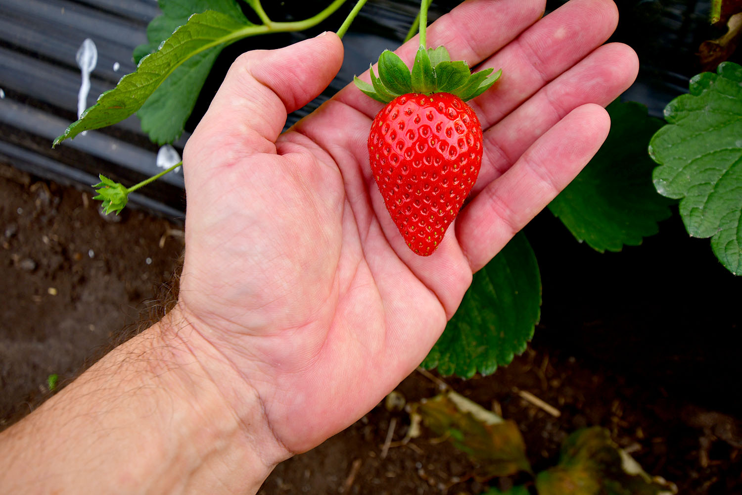 Frutilla grande sobre una mano