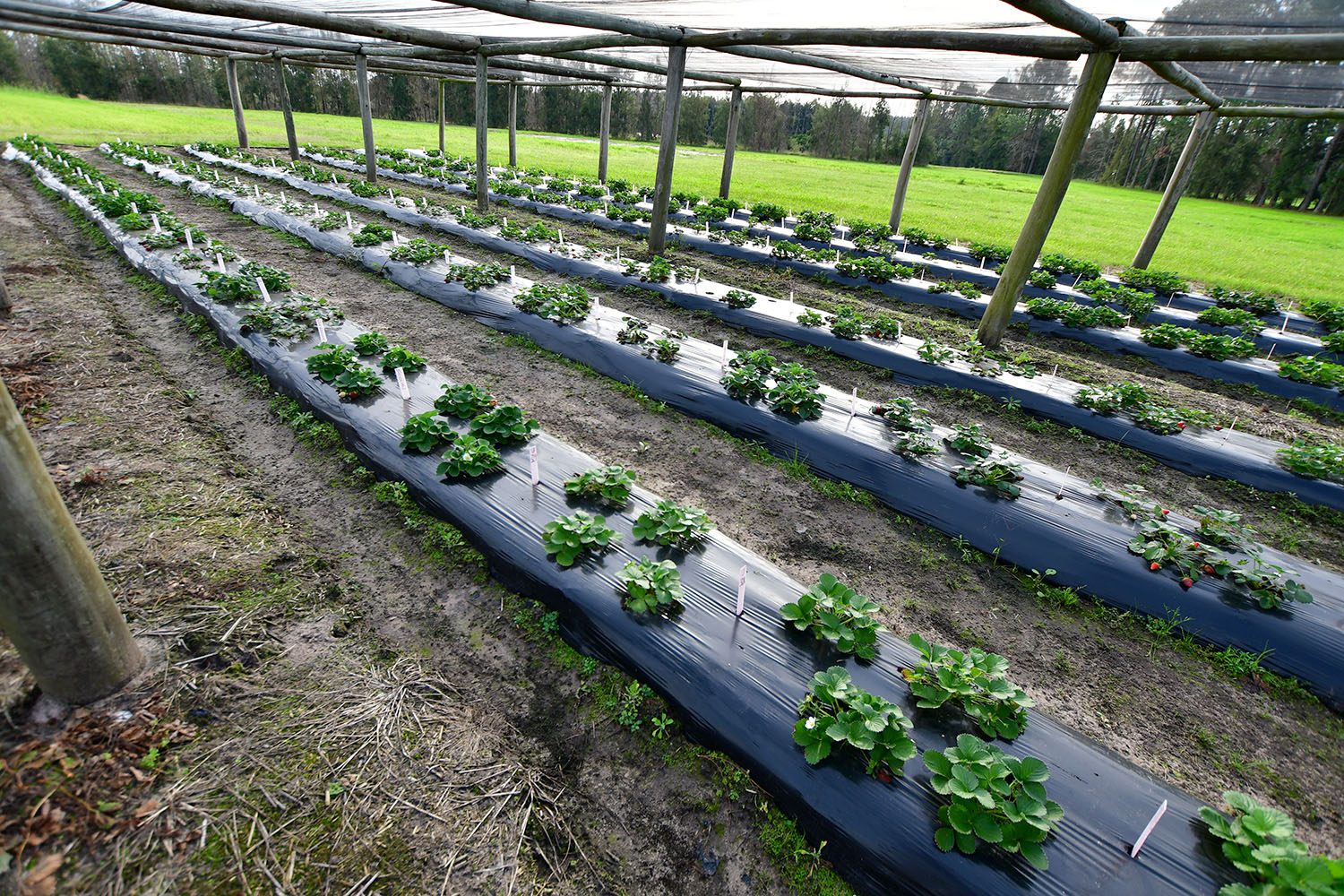 Frutilla canteros en INIA