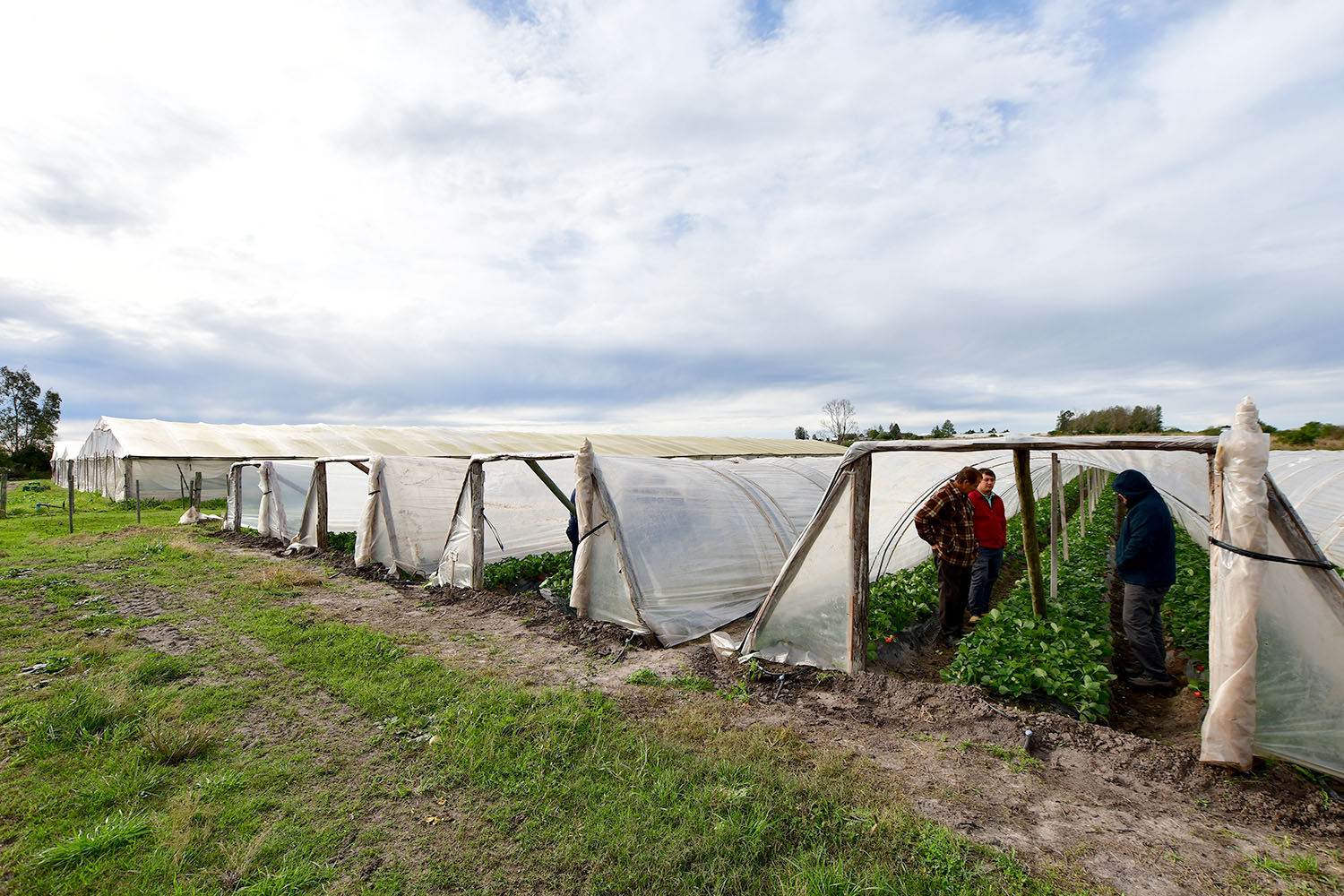 Frutilla invernáculos