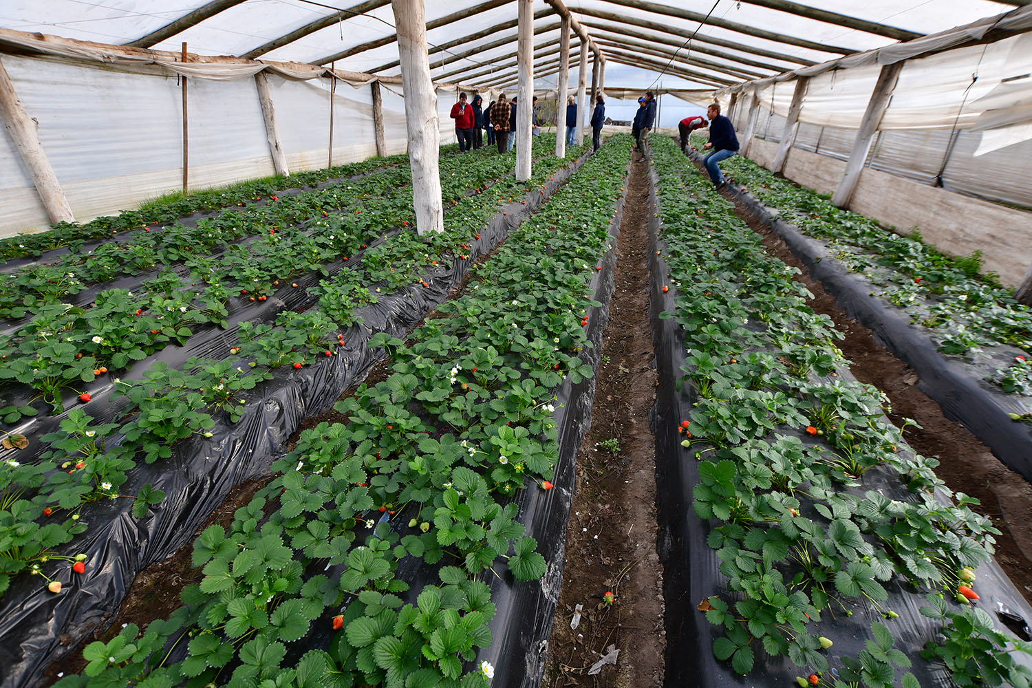 Frutilla invernáculos