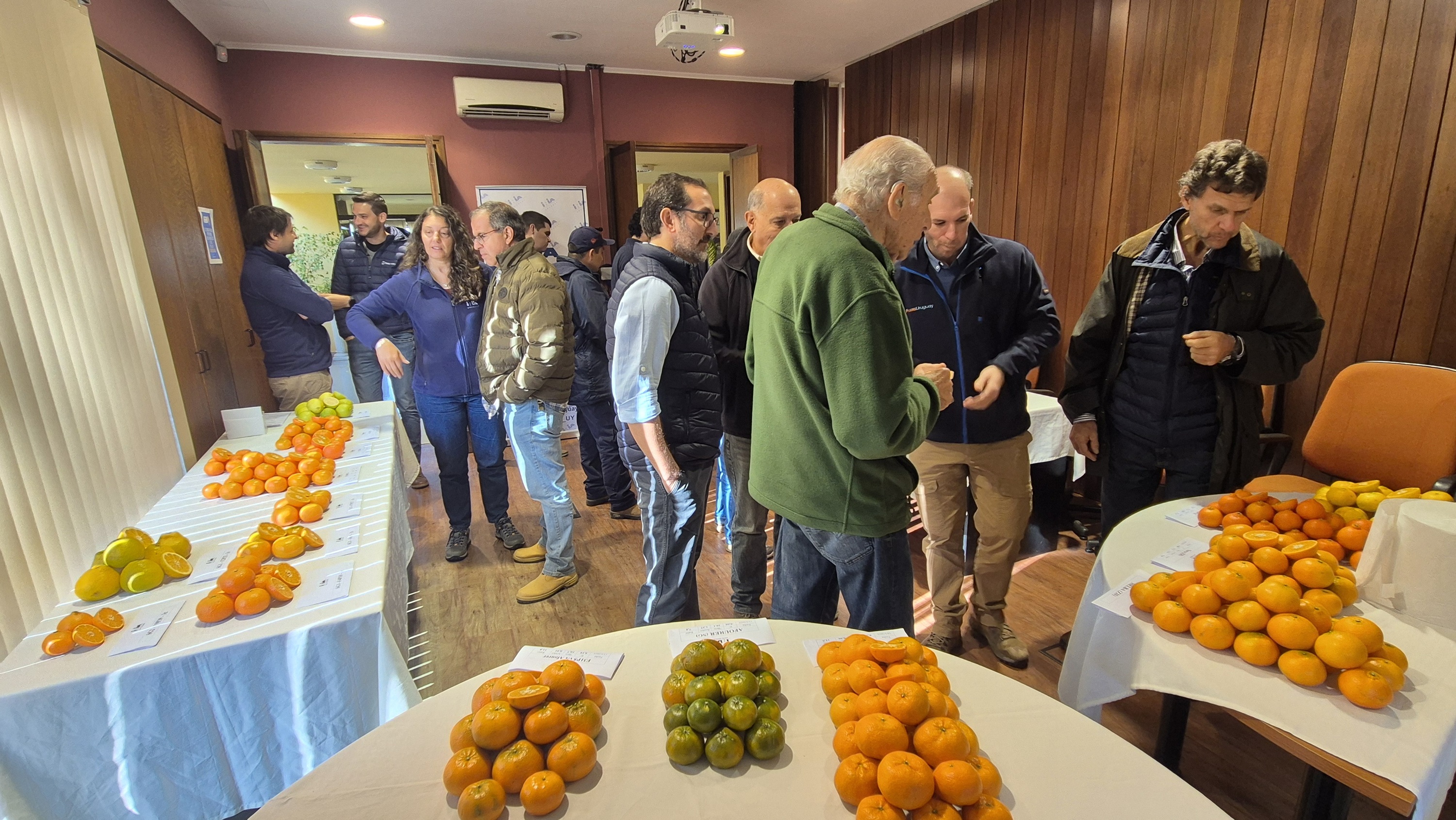 Nuevos híbridos de mandarina