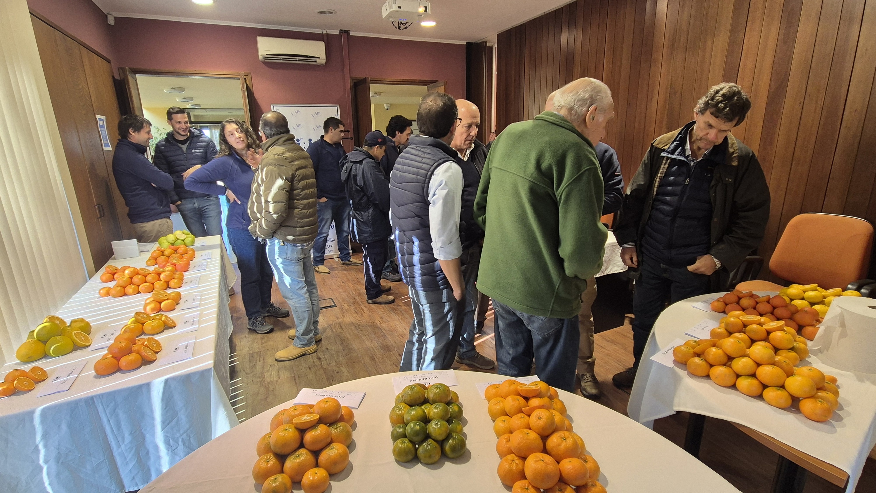Nuevos híbridos de mandarina