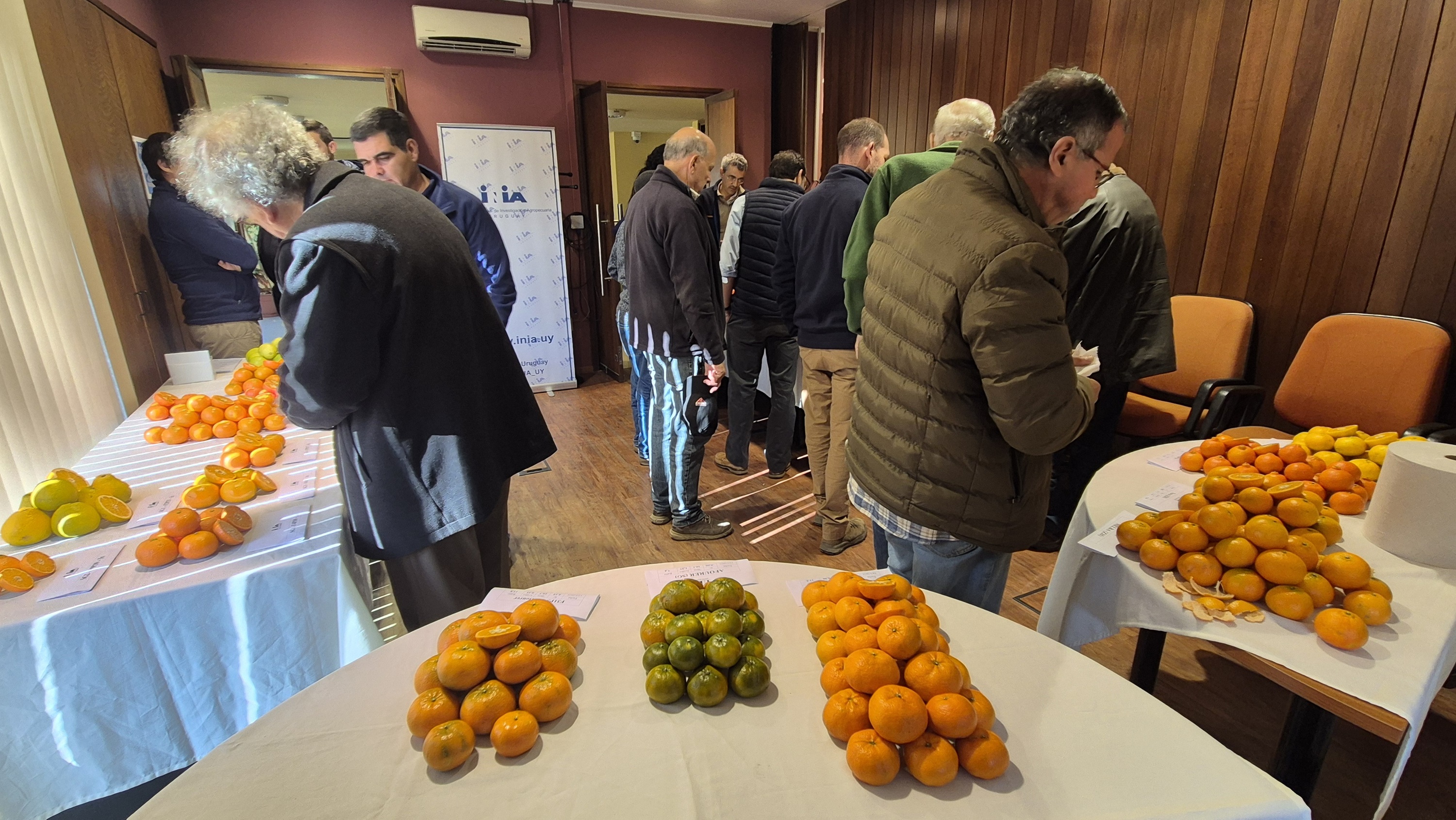 Nuevos híbridos de mandarina
