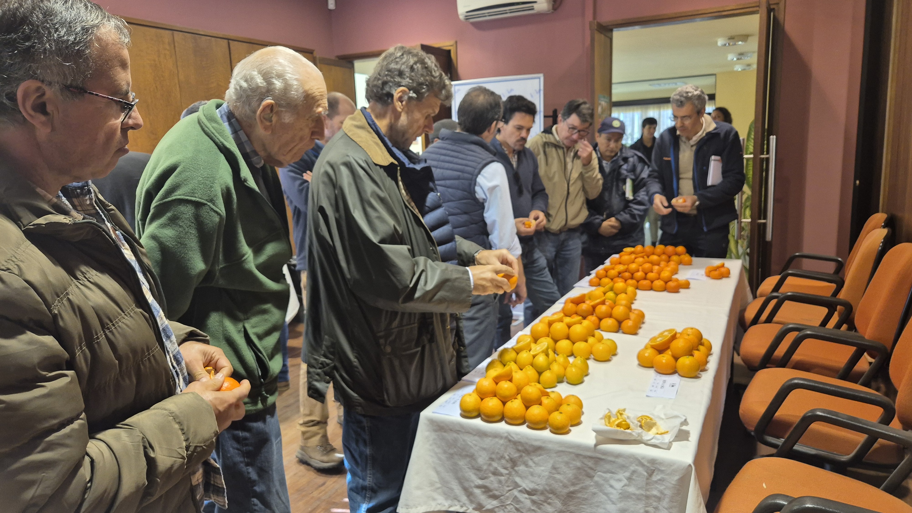 Nuevos híbridos de mandarina