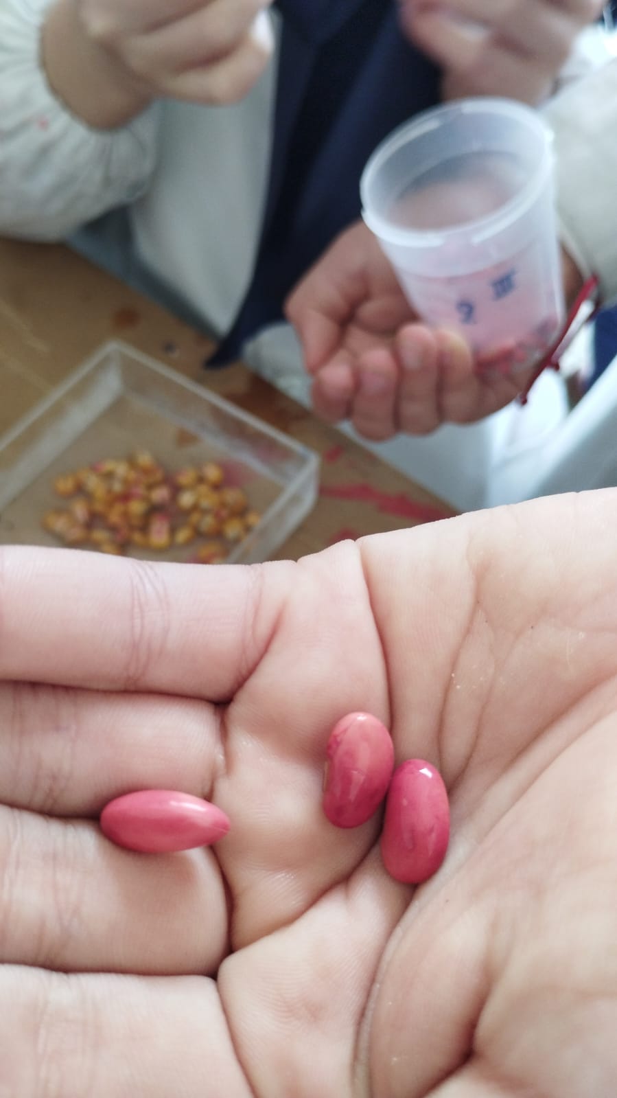 Semillas prueba de tetrazolio