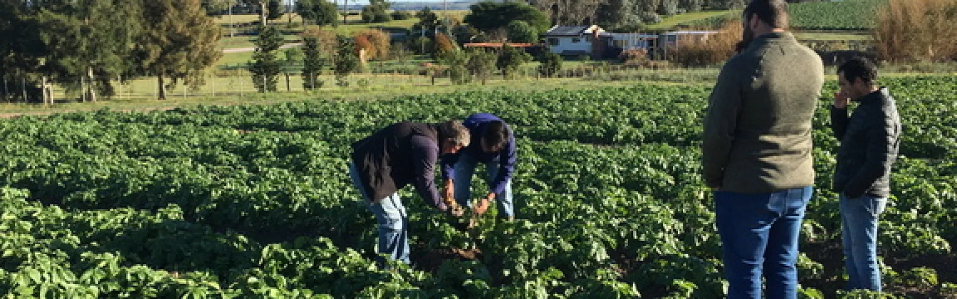 productores en plantación INIA