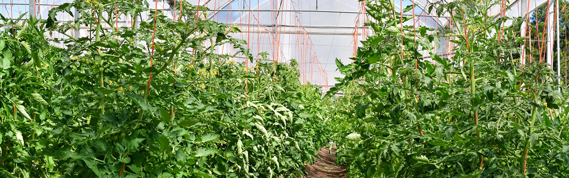 Plantas de tomate en invernáculo