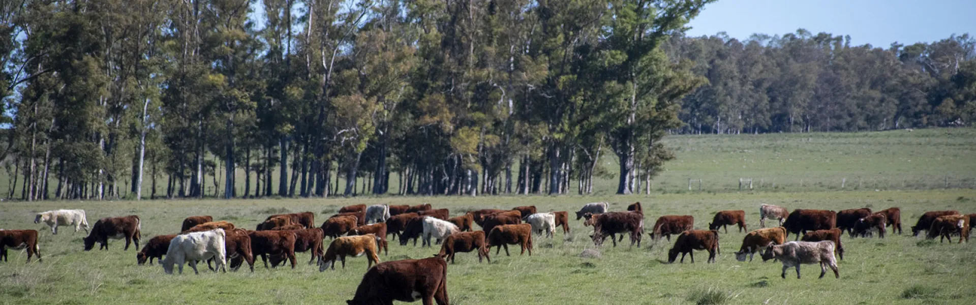 ganado sobre campo natural y bosques eucaliptus