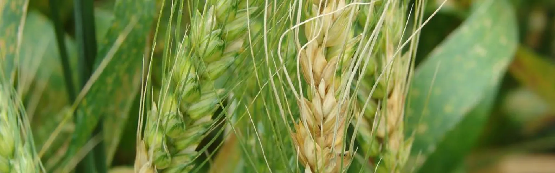 Espiga con fusarium