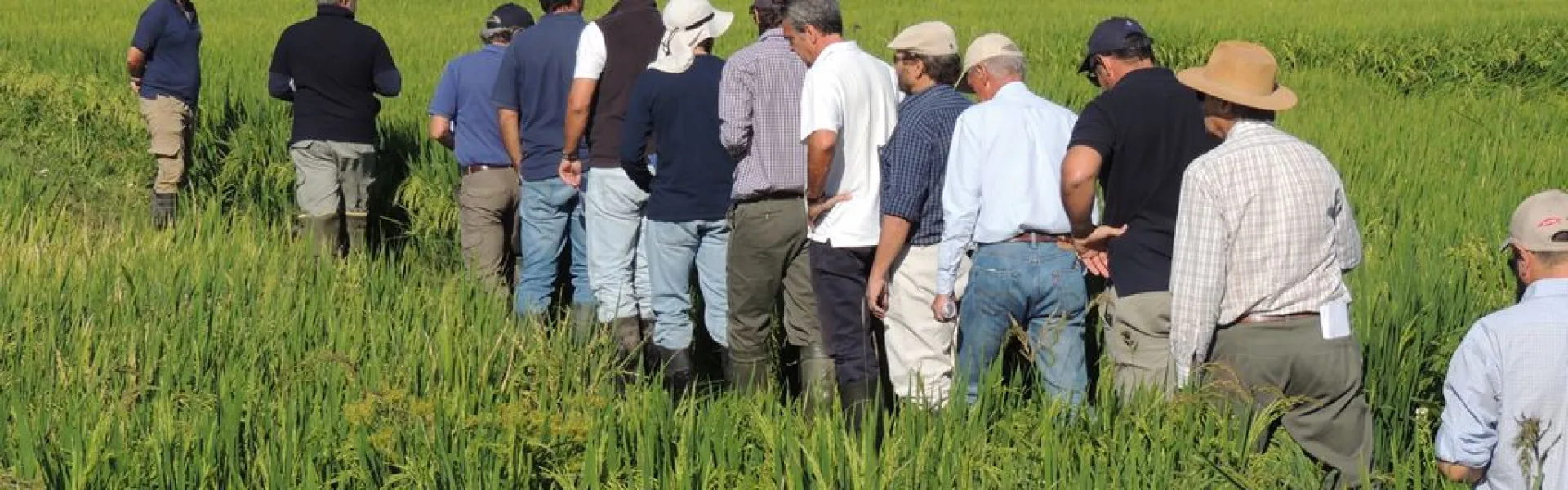 Gira de cultivo de arroz