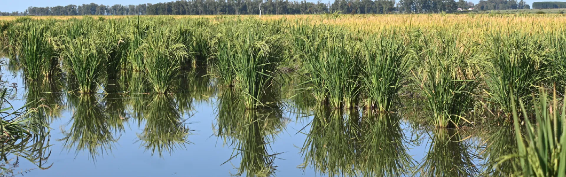 campo cultivo arroz