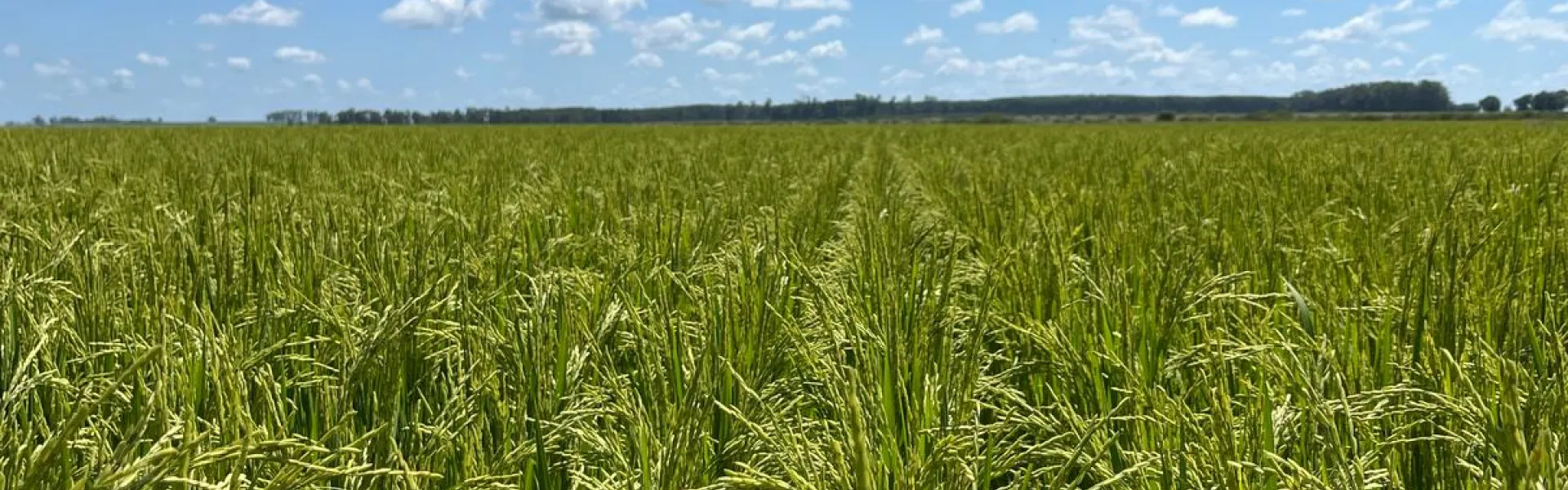 campo con cultivo de arroz y cielo parcialmente nublado