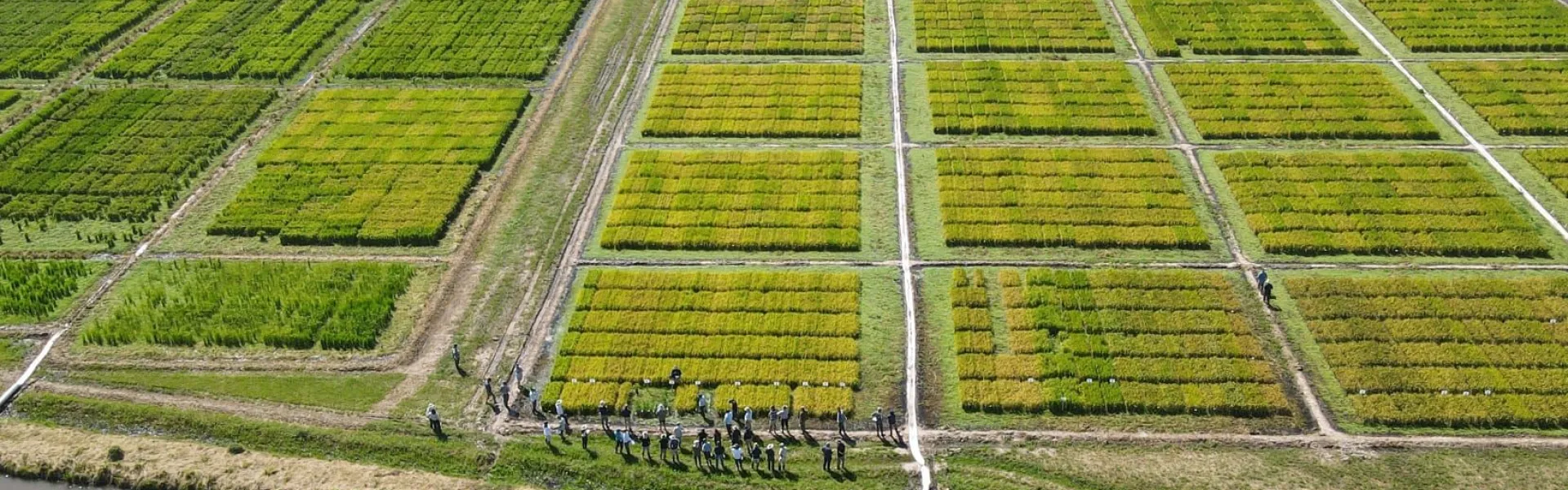 campo cultivo arroz