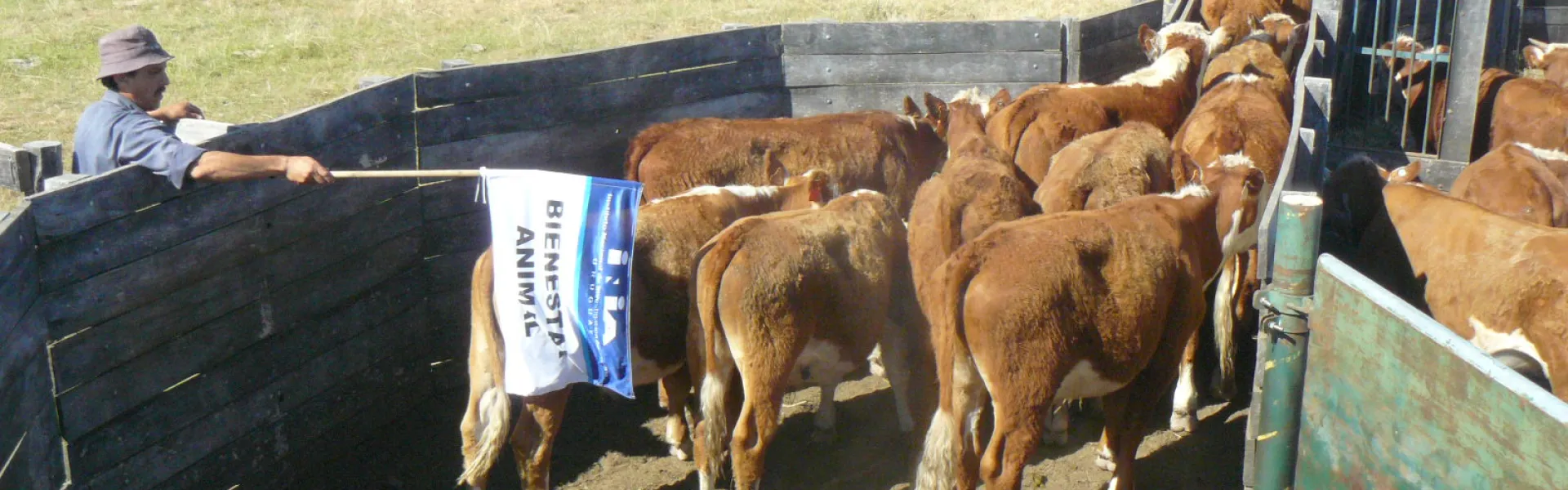 bandera bienestar animal