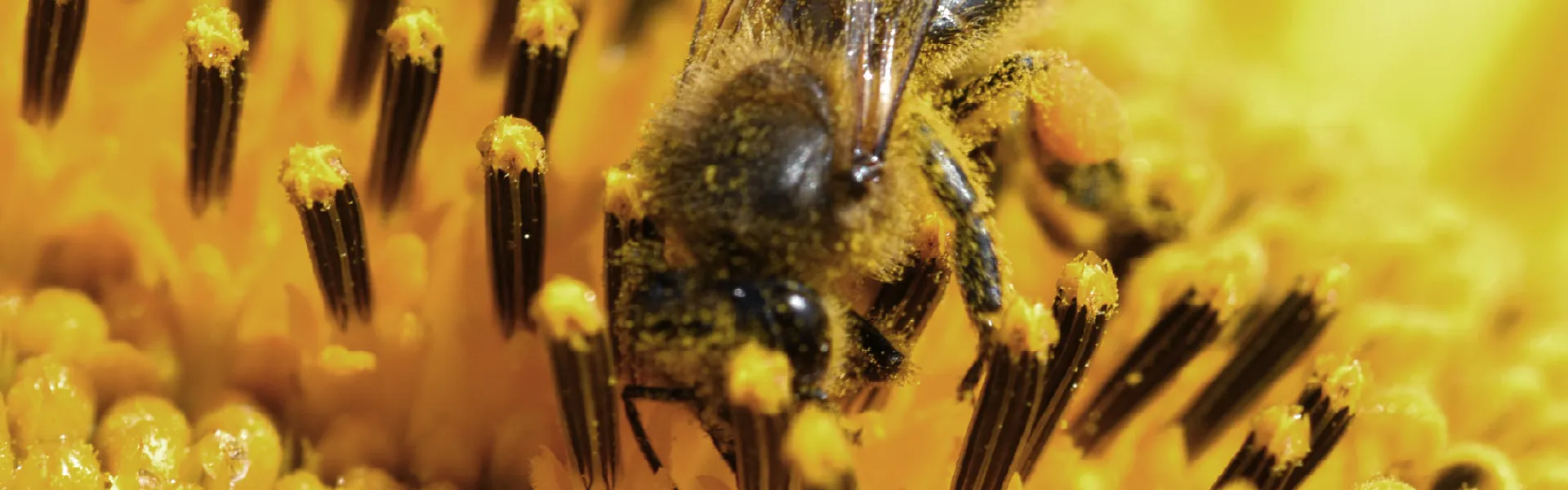 abeja en girasol