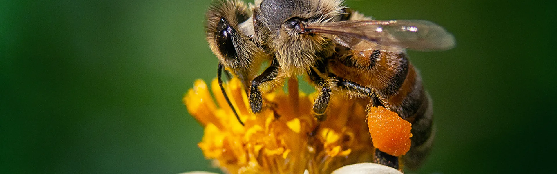 abeja - polen