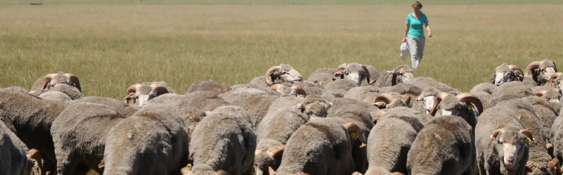 mujer a campo con ovejas 