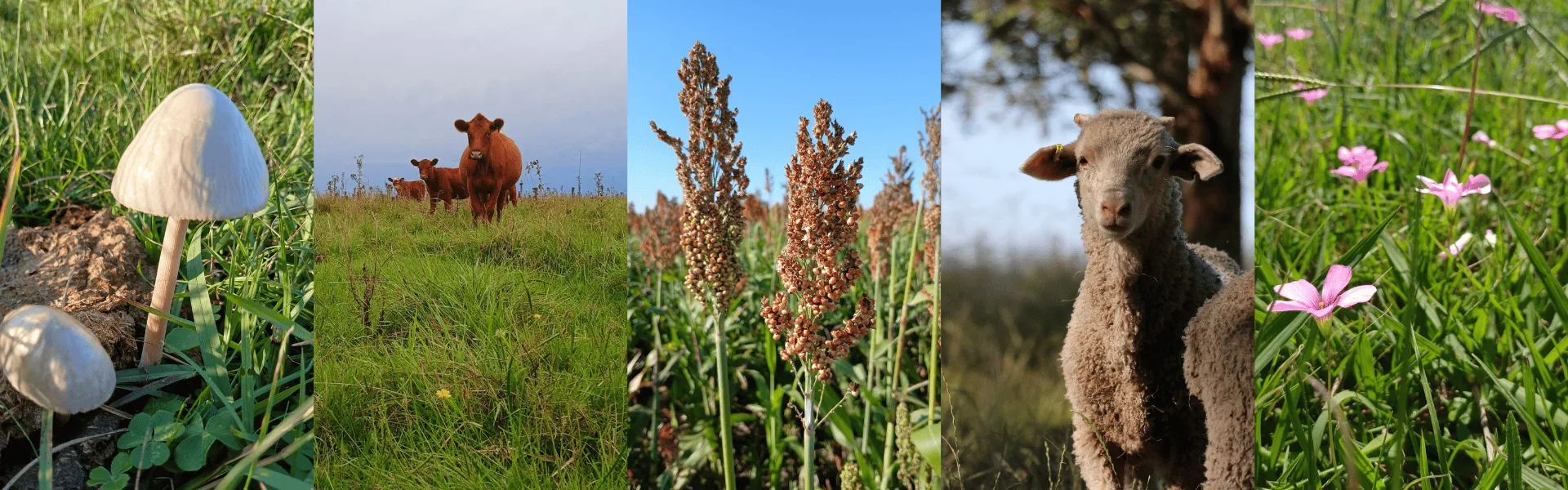 Montaje fotográfico que muestra diversidad de elementos naturales y productivos de sistemas ganaderos: un hongo silvestre sobre pasto, vacas pastando, sorgo en floración, un cordero y flores nativas sobre campo natural.