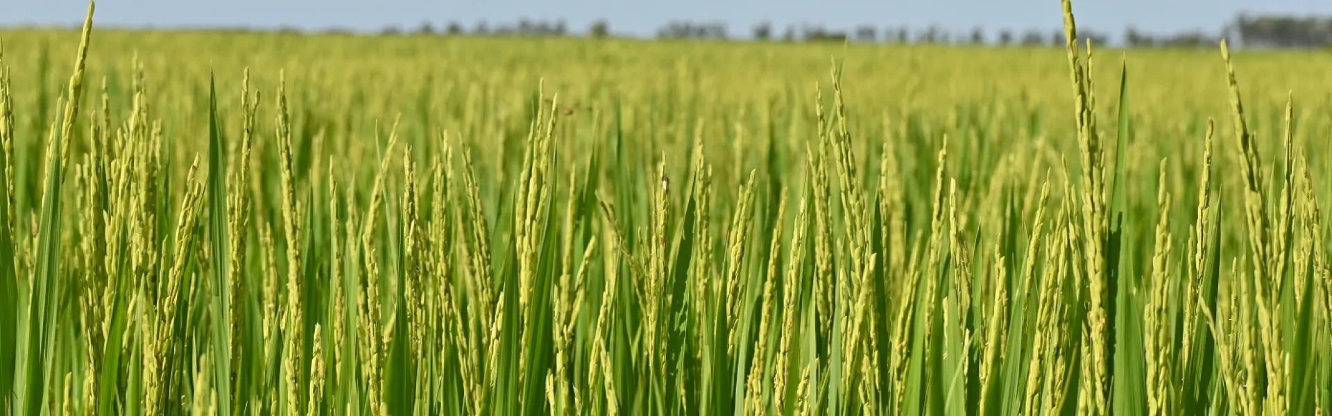Campo arroz