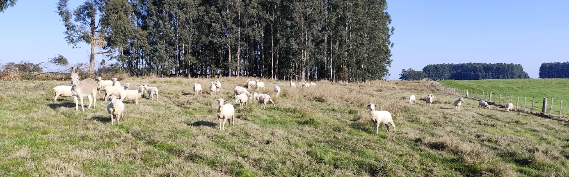 merino dohne a campo