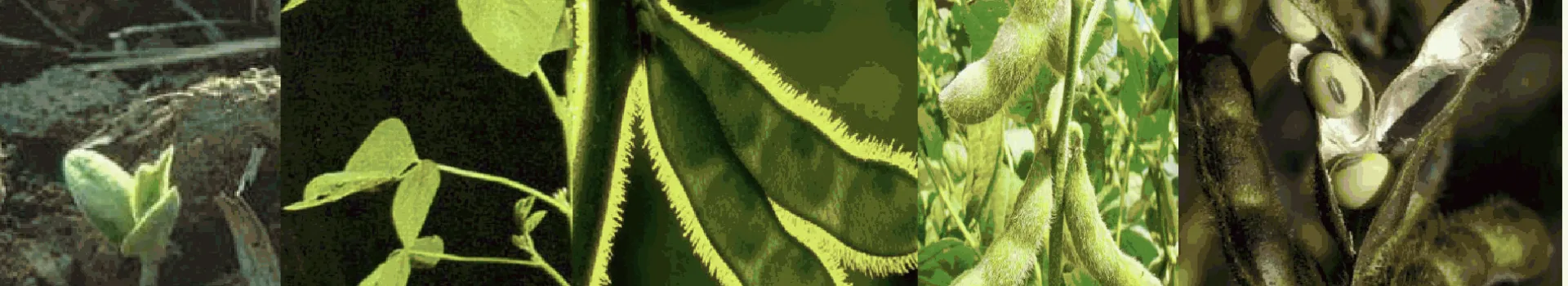 soja