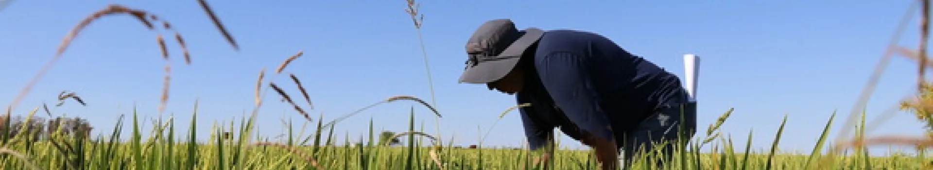 trabajo campo