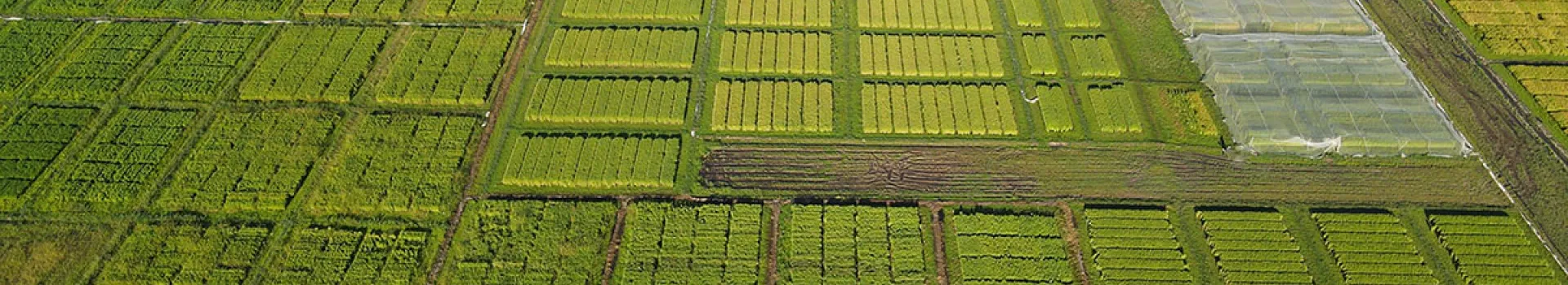 Imagen de dron de campo experimental variedades de arroz